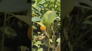 mini orange 🍊🍊