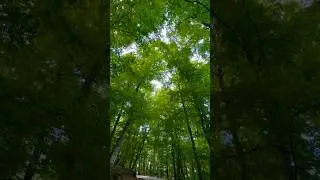 Germia National Park #nationalpark #keşfetteyiz #keşfet #shortvideo #shorts #kosovo #pristine