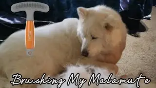 Brushing My Malamute | SO MUCH FLOOF!