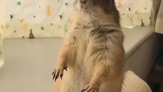 To touch the arrogant woodchucks