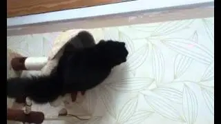 Gizmo after a laser