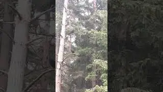 два ворона ругаются..