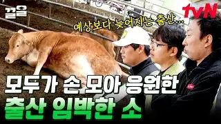 카메라에 생생하게 담긴 소 출산 장면😱 늦어지는 출산 시간에 풀뜯즈 걱정 폭발... 과연 무사히 출산할 수 있을까? | 풀뜯어먹는소리3