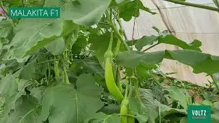 Aubergines Asiatiques Malakita F1 et Gioleta F1