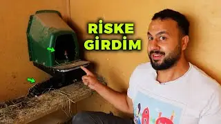 Riske Giriyorum Keklik Yumurtalarını Gurk Altına Koydum - Hindim Yine Gurk Olmuş - Çiftlik İşleri