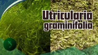 Experiment budidaya Utricularia Graminifolia (UG)