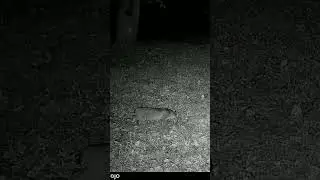 Bobcat smells Trapper J's stanky beaver