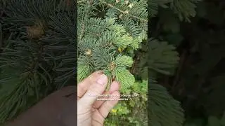 🌲🌲🌲Попробуйте освежающий и супер витаминный напиток из молодых побегов ели #травница #рецепты #ель