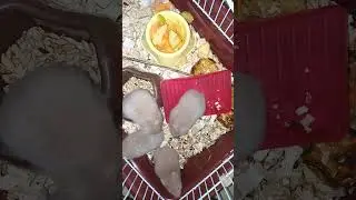 хомякам 27 дней
