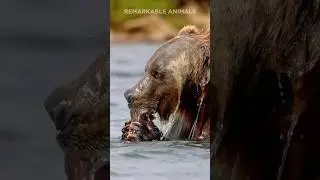 Hungry Bear 🐻