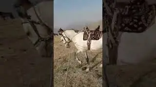Аспи кадамшо кишлоки кул