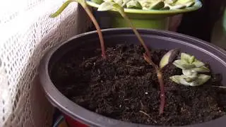A timelapse of my plants taken with raspberry pi