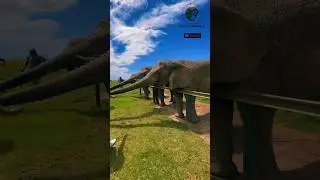 Elephant Food Frenzy! Watch Them Chomp, Crunch, and Munch