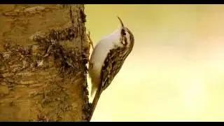 Pełzacz leśny Certhia familiaris