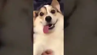 Балдеет
