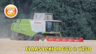 Harvest 2024 | Claas Lexion 660 combine with V750 header