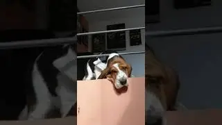 Basset Hound inuyasha