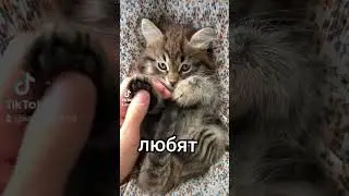 классно быть котиком 😁
