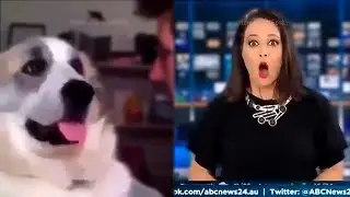 must WATCH new FUNNY comedy VIDEOS (of the 2019) | not Episode 02