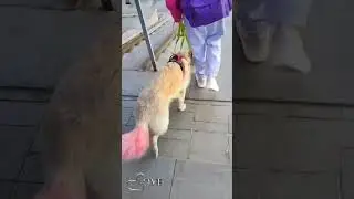 Спуск к набережной  р Волге.Самара.