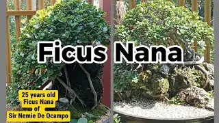 25 YEARS OLD FICUS NANA  WORKSHOP #174