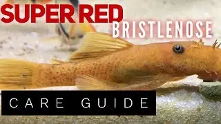 SUPER RED BRISTLENOSE Species Spotlight