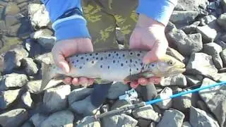 Севанская форель (Salmo ischchan)