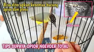 CARA MUDAH BIKIN OPIOR JAMBUL DOYAN MAKAN VOER‼️