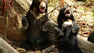 Sun Bears Prank, Malay bear dancing - Малайский медведь танцует