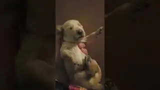 Golden Retriver Puppies - Beka's letter 15.11.2022