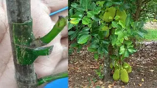 Bud Grafting Jackfruit Tree The New Method