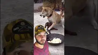 COMO EDUCAR UM FILHOTE MUITO DOMINANTE #cães #pets