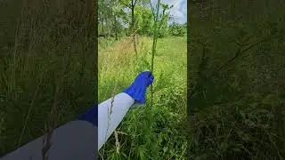 How to get rid of wild parsnip
