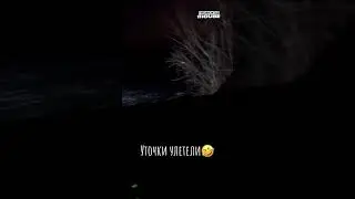 уточки улетели😂😂