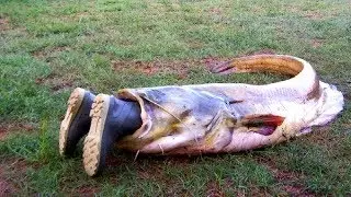 Балық аулау кезіндегі сұмдықтар