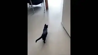 komik videolar