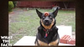15 ЛУЧШИХ ФОТОГРАФИЙ, СДЕЛАННЫХ В НУЖНЫЙ МОМЕНТ