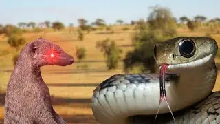La Mangouste est Elle OP?