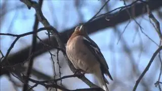 Зяблик.