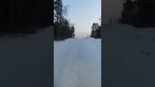 Тигр вышел на дорогу. Осторожно Маты!