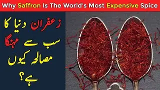 Why Saffron Is The World's Most Expensive Spice - Reality Behind It