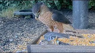 Extremely Graphic Warning - Hawk Captures Dove at BWHQ