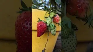 Homegrown!