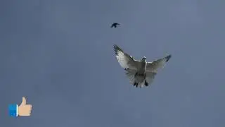 Будут ли у голубей (каникулы)????????????