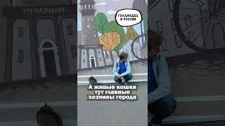 Попал в город счастливых котов