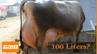 Most productive cattle breeds in the world | Highest Quality Milk Production👍👍👍