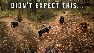 Surprise trail hazard ⚠️🐾