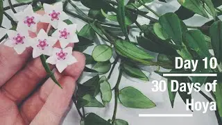Hoya bella | 30 Days of Hoya - 10 of 30