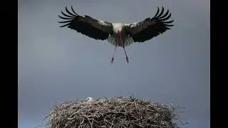 Storchenjahr 2022 - Jonas - 08.07.22 #1