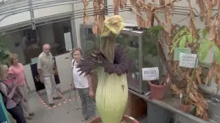Corpse Flower Collapse